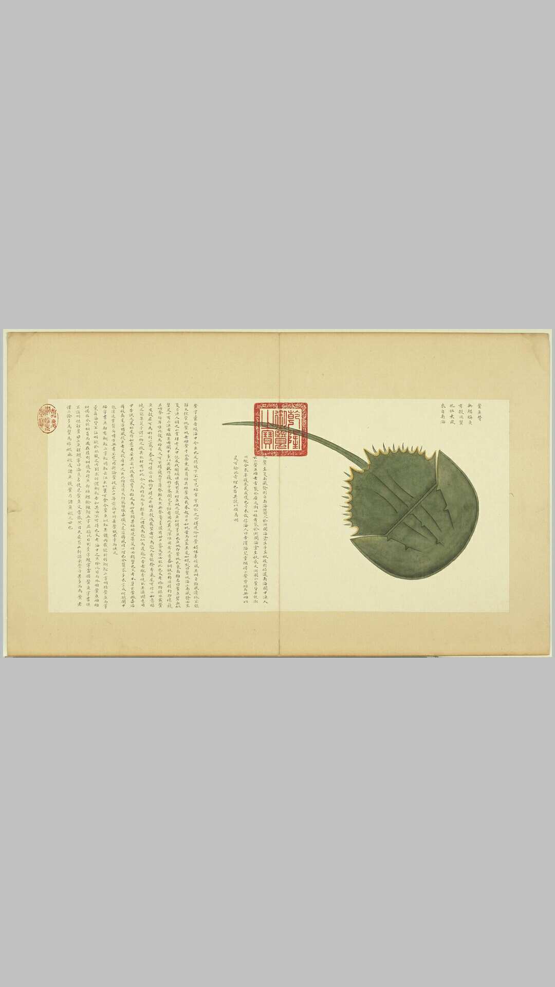 海错图.第四册.四十四开.聂璜绘.清康熙时期绘本.台北故宫博物院藏