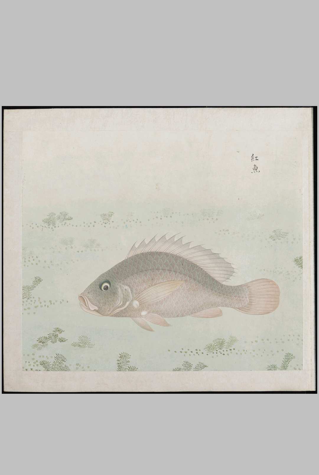 各样鱼图册.十二册.二百八十八幅.水粉.外销画.约17731776年