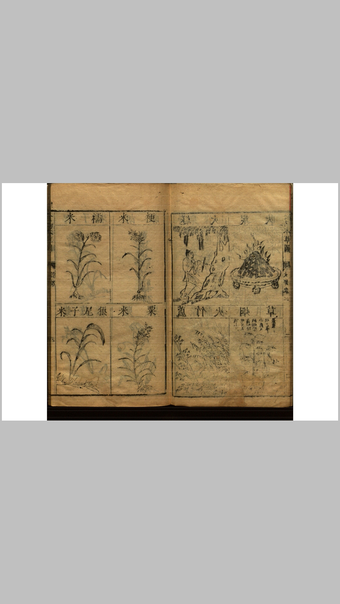 本草