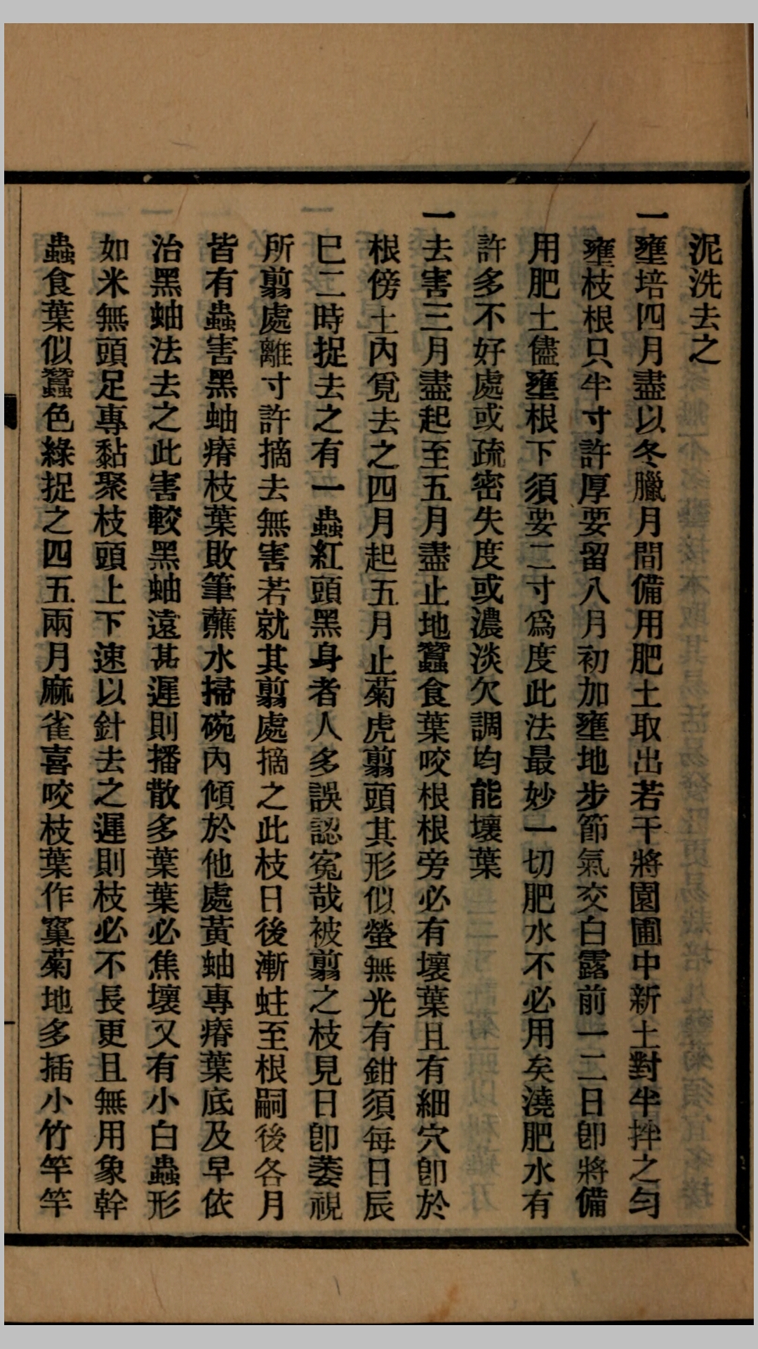 菊
