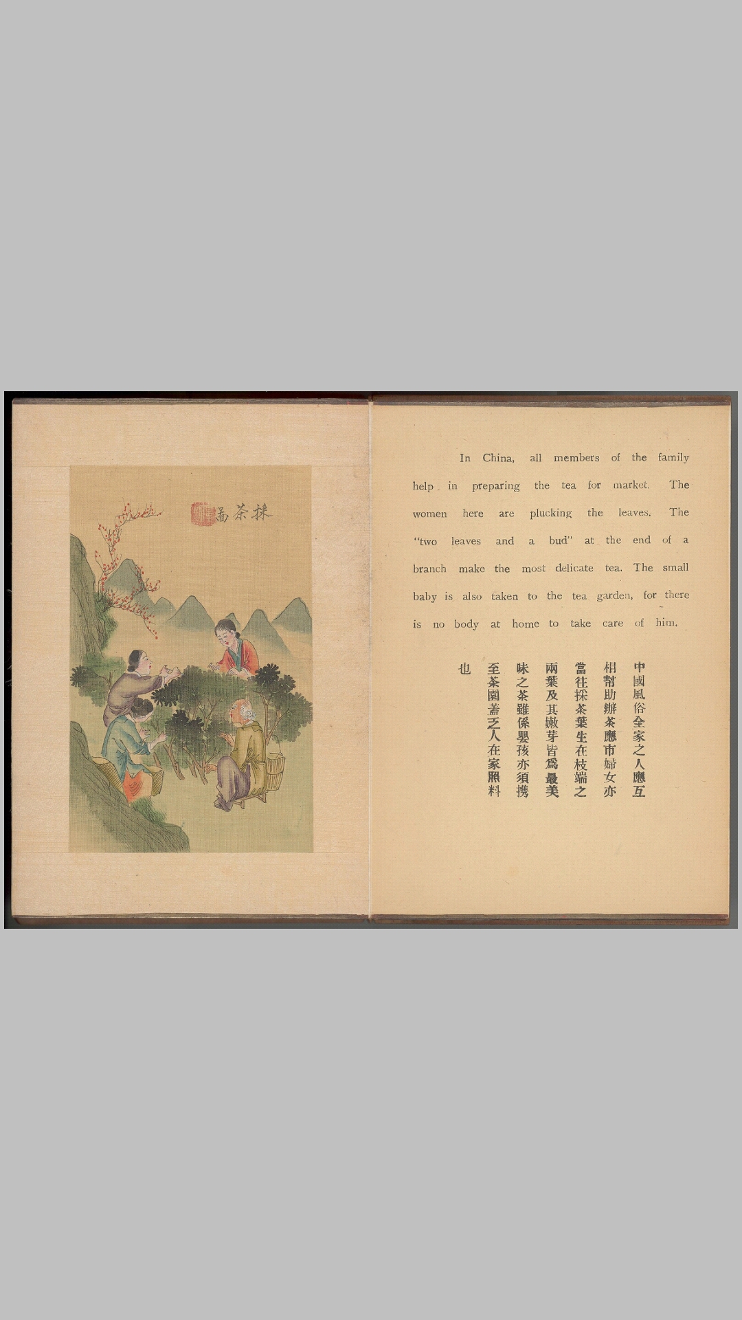 茶