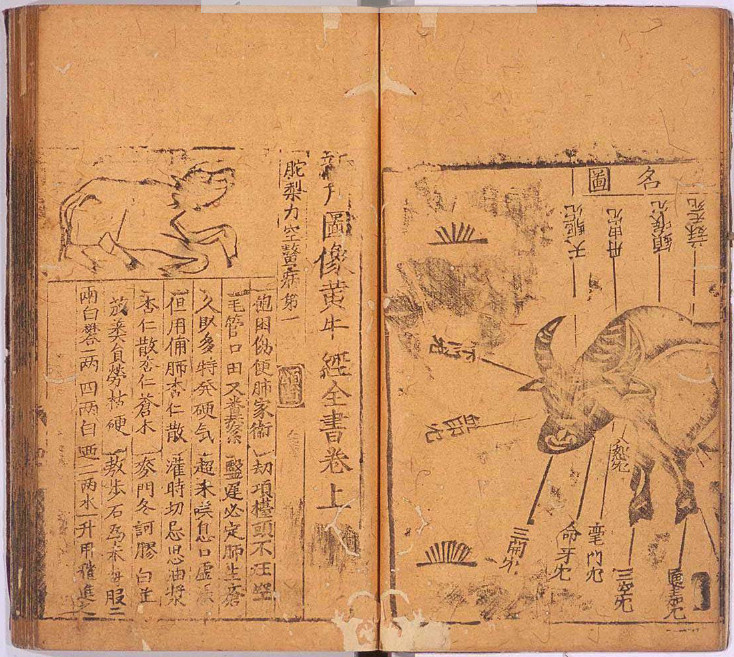 黄牛