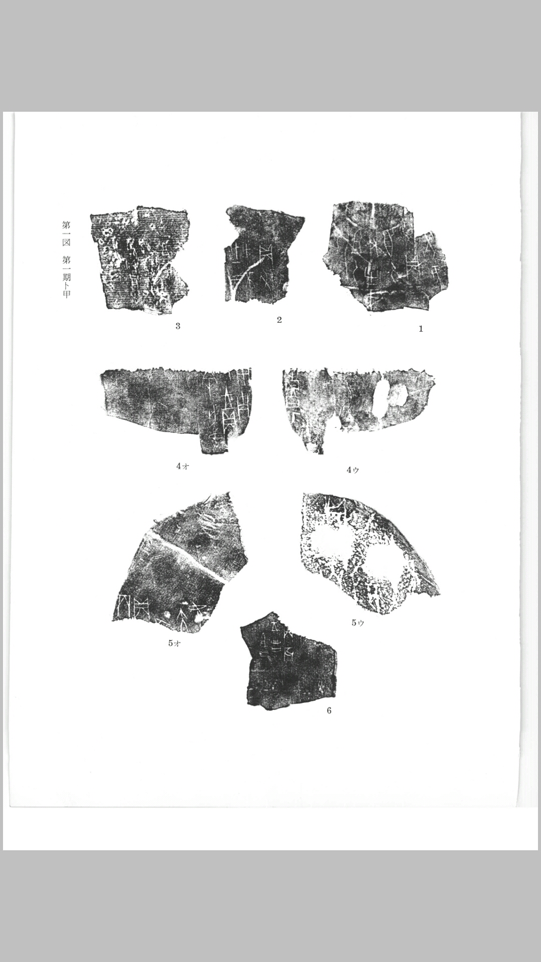 甲骨