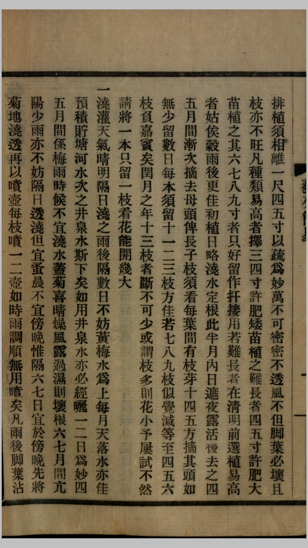 菊