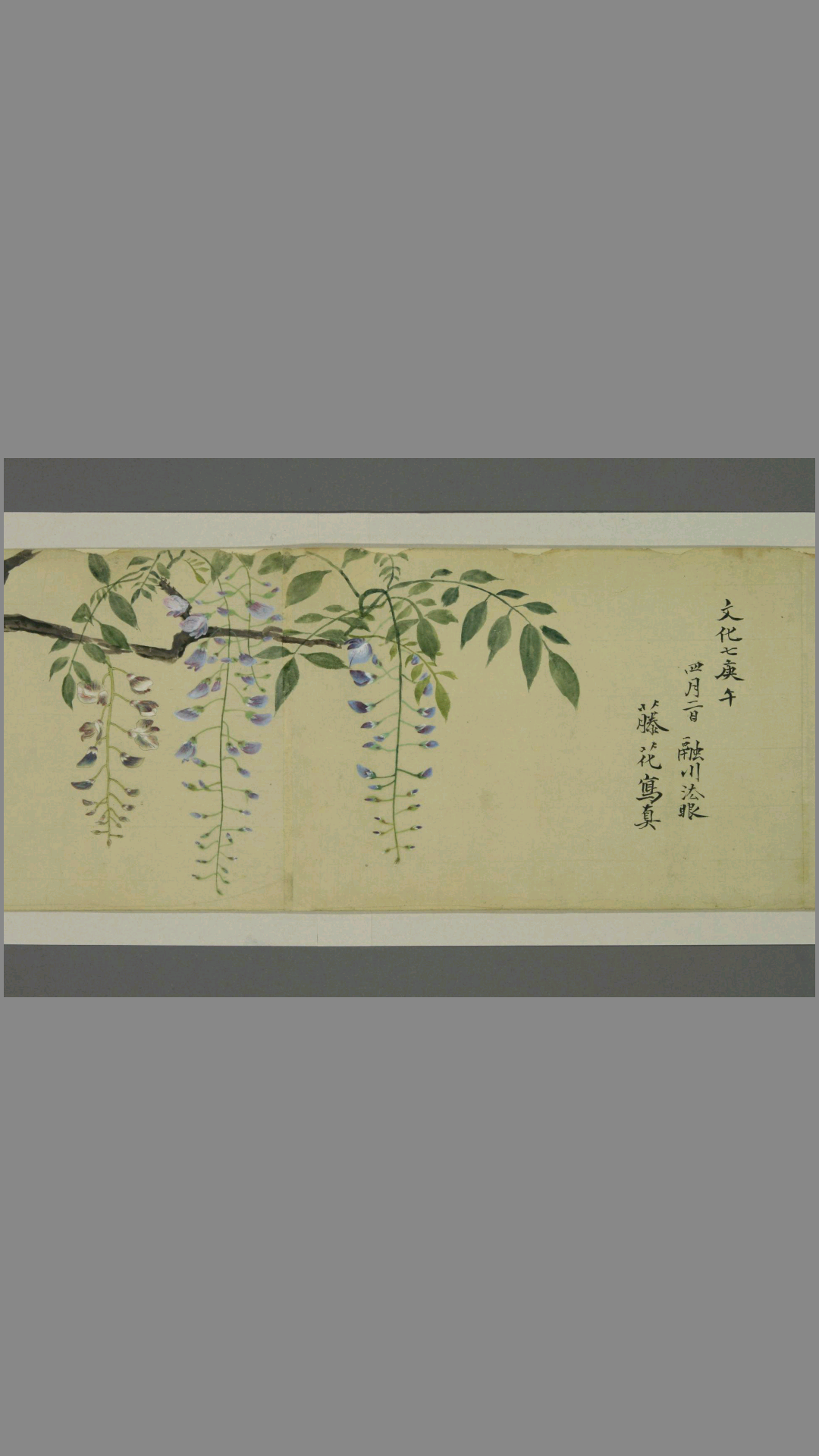 草花写生.狩野融川画
