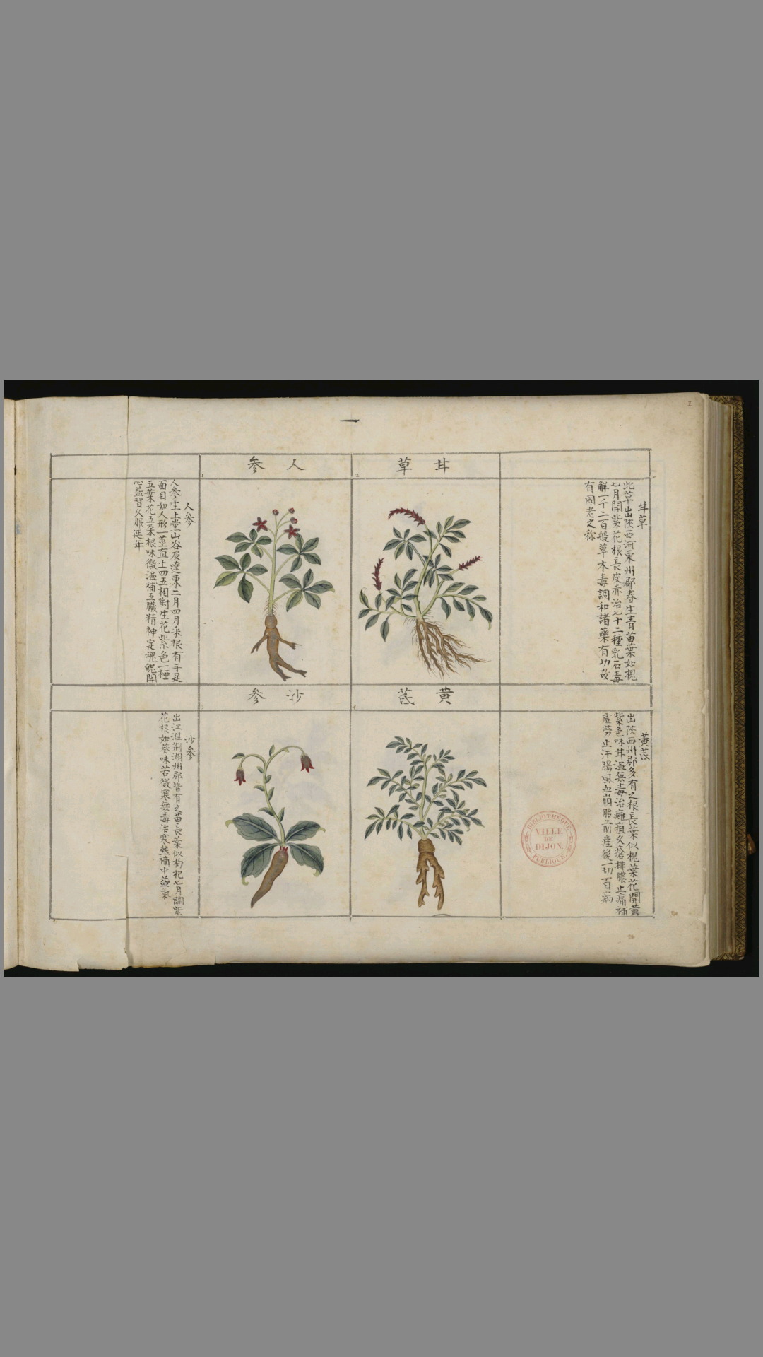 中国药用本草绘本.Traité chinois de botanique médicale.18世纪彩绘本