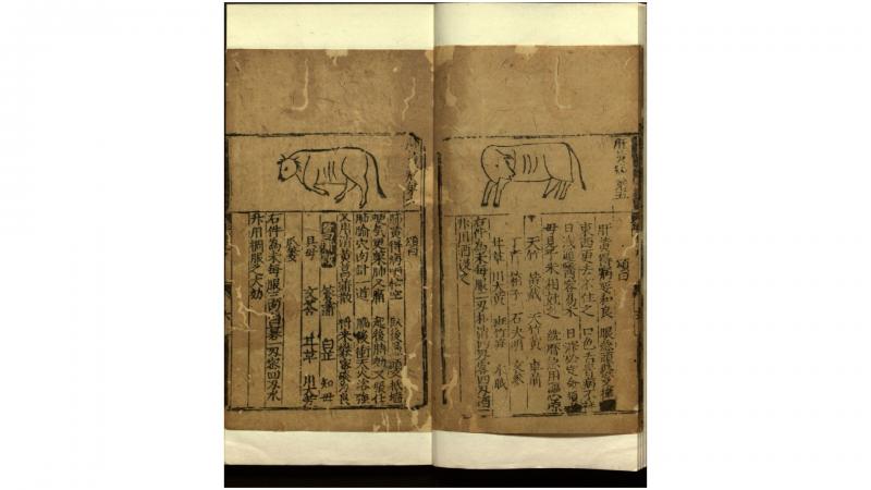 牛经