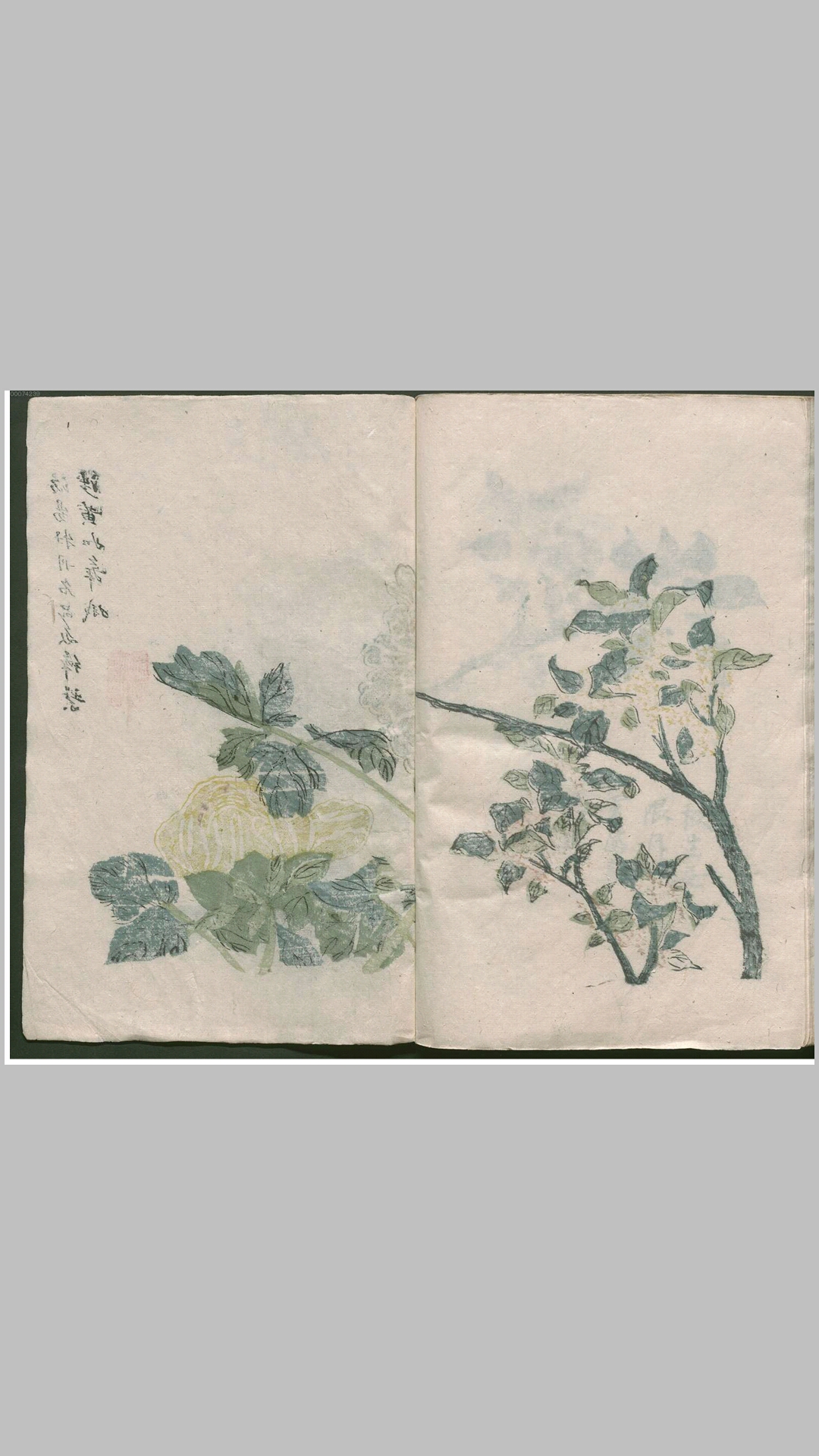 芥子