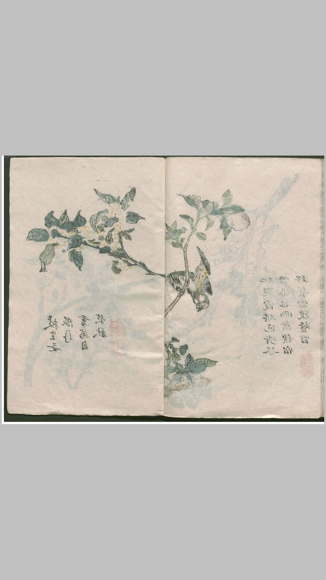 芥子